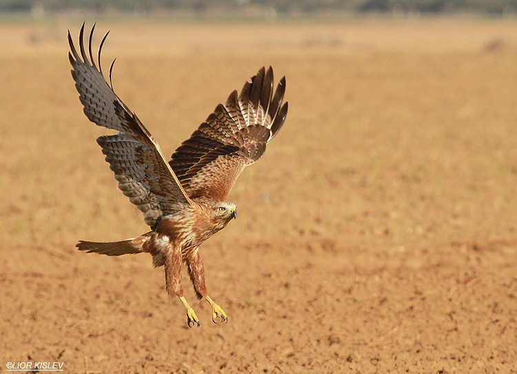 Long Legged  Buzzard  Buteo rufinus ,Reim ,north western Negev,Israel ,December 2012 .Lior Kislev